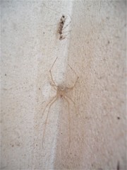 Stenolemus fraterculus