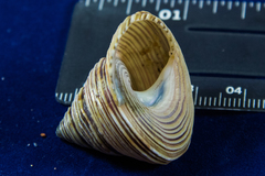 Calliostoma canaliculatum