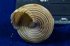 Calliostoma canaliculatum