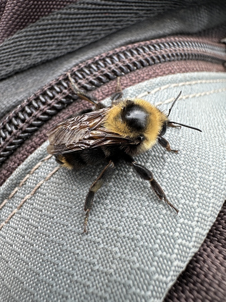 Red-belted Bumble Bee from Protection Island, WA, US on June 13, 2023 ...