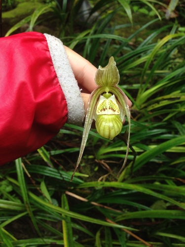 Phragmipedium pearcei