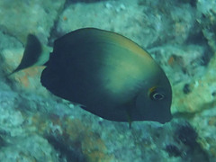 Orange-Socket Surgeonfish photo 2