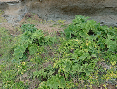 Sonchus grandifolius