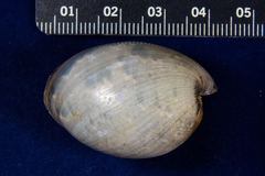 Bulla gouldiana