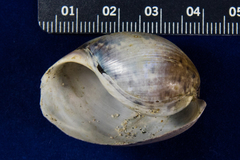 Bulla gouldiana