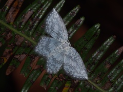 Leucodrepana serratilinea