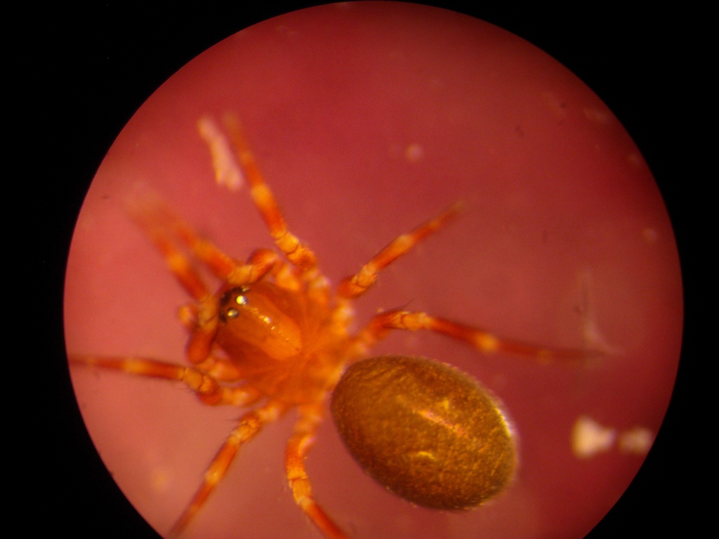 Tapinocyba dietrichi