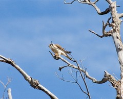 Falco sparverius sparverius
