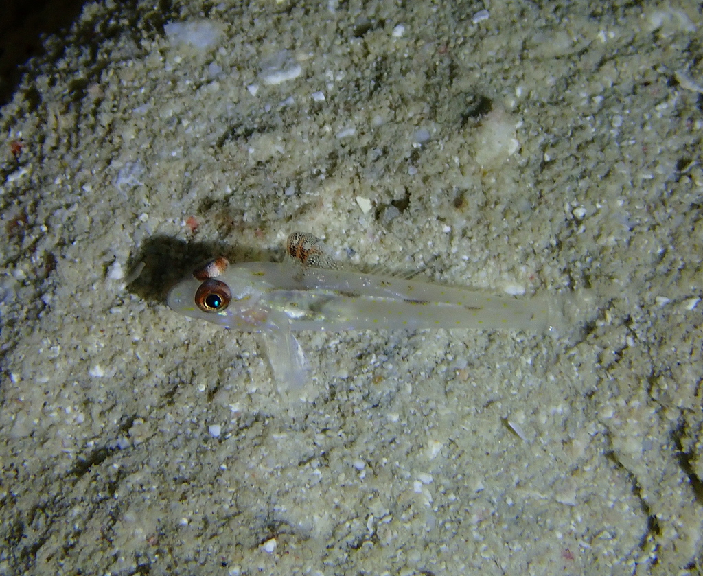 Fine-spotted Sand-goby