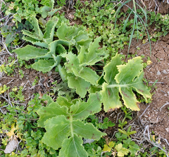 Sonchus grandifolius