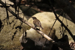 Ramsayornis modestus