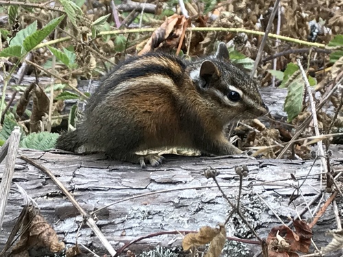Sonoma Chipmunk