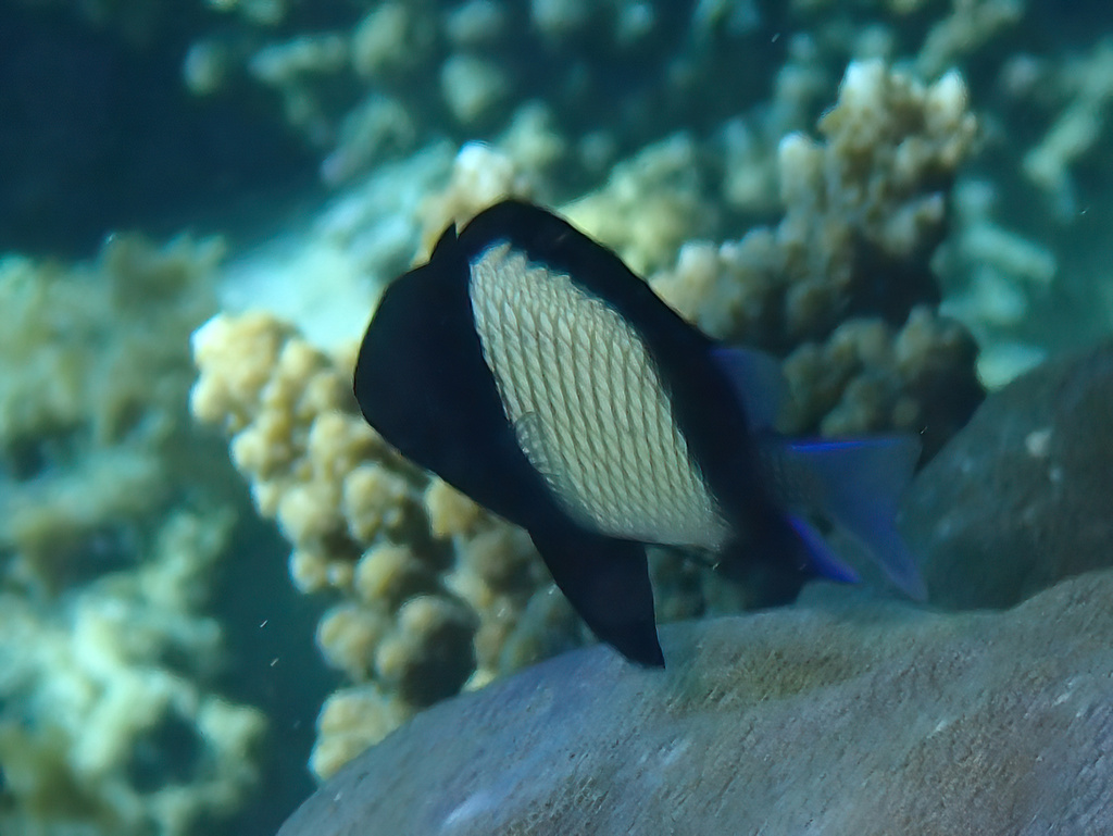 Reticulated Damselfish from Exmouth, WA, Australia on May 30, 2023 at