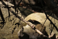 Ramsayornis modestus