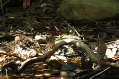 Ramsayornis modestus