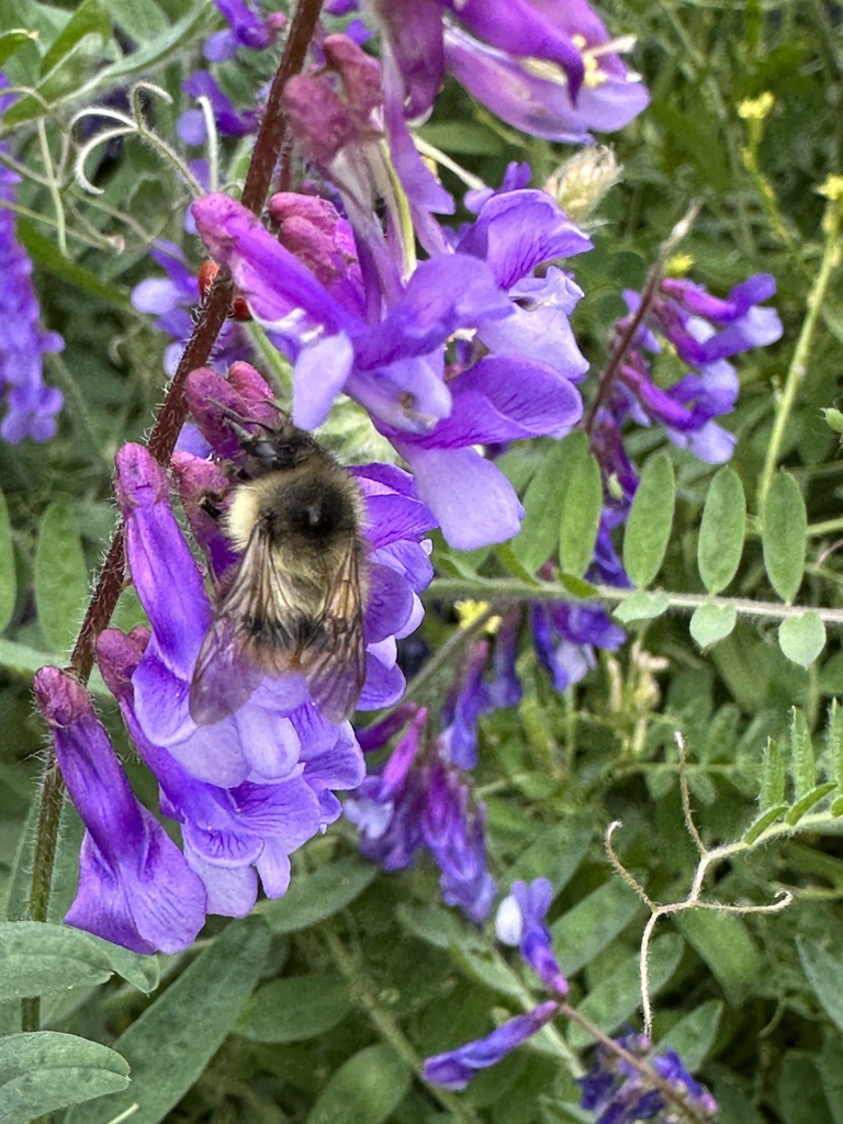 Fuzzy-Horned Bumble Bee from Protection Island, WA, US on June 13, 2023 ...