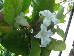 Beaumontia grandiflora