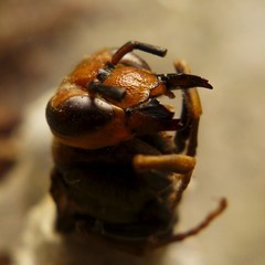 Vespa simillima xanthoptera