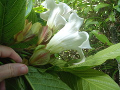 Beaumontia grandiflora