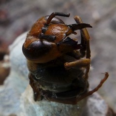 Vespa simillima xanthoptera