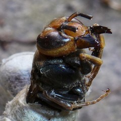 Vespa simillima xanthoptera