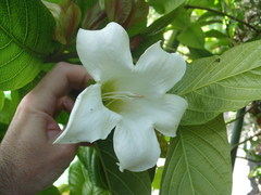 Beaumontia grandiflora