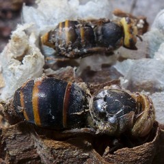 Vespa simillima xanthoptera