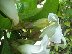 Beaumontia grandiflora