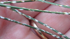 Chionaspis pinifoliae