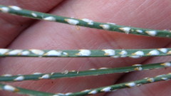 Chionaspis pinifoliae