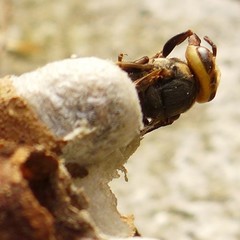 Vespa simillima xanthoptera