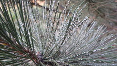 Chionaspis pinifoliae