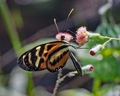 Mechanitis polymnia kayei