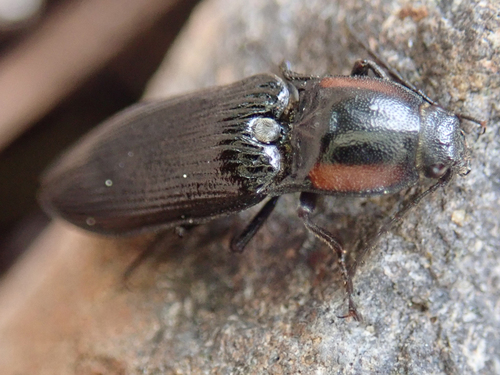 iNaturalist observation photo of Click Beetles