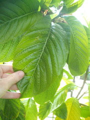 Beaumontia grandiflora