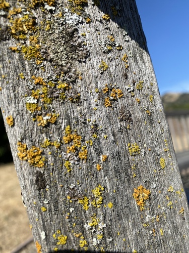 iNaturalist observation photo of Common Lichens