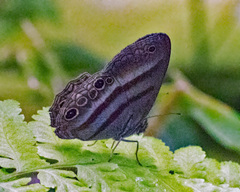 Cissia myncea