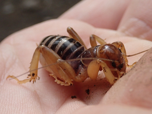 iNaturalist observation photo of North American Jerusalem Crickets