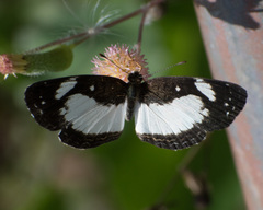 Janatella leucodesma
