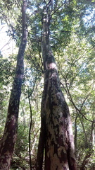 Chloroleucon mangense