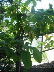 Beaumontia grandiflora
