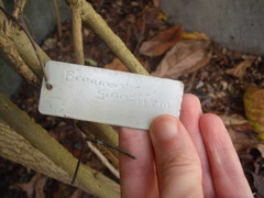 Beaumontia grandiflora