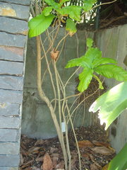 Beaumontia grandiflora
