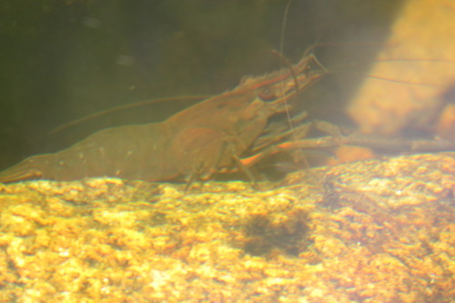 Macrobrachium tolmerum