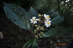 Miconia subhirsuta