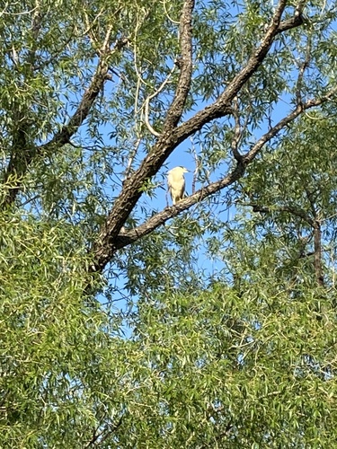 Black-crowned Night Heron photographed in Wyoming