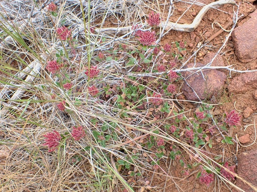 Image of Monardella macrantha by (c) Madeleine Claire, some rights reserved (CC BY)
