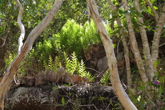 Drynaria quercifolia