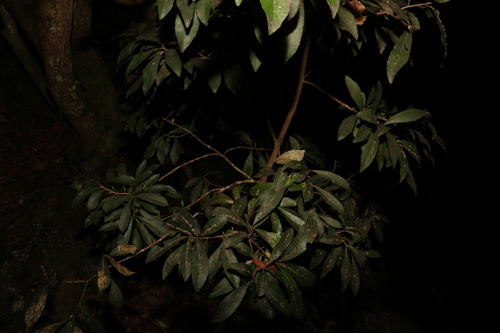 Image of Symplocos harroldii by (c) Greg Tasney, some rights reserved (CC BY-SA)