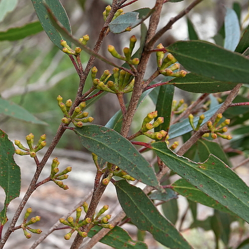 Image of Eucalyptus spectatrix by (c) Max Campbell, some rights reserved (CC BY)